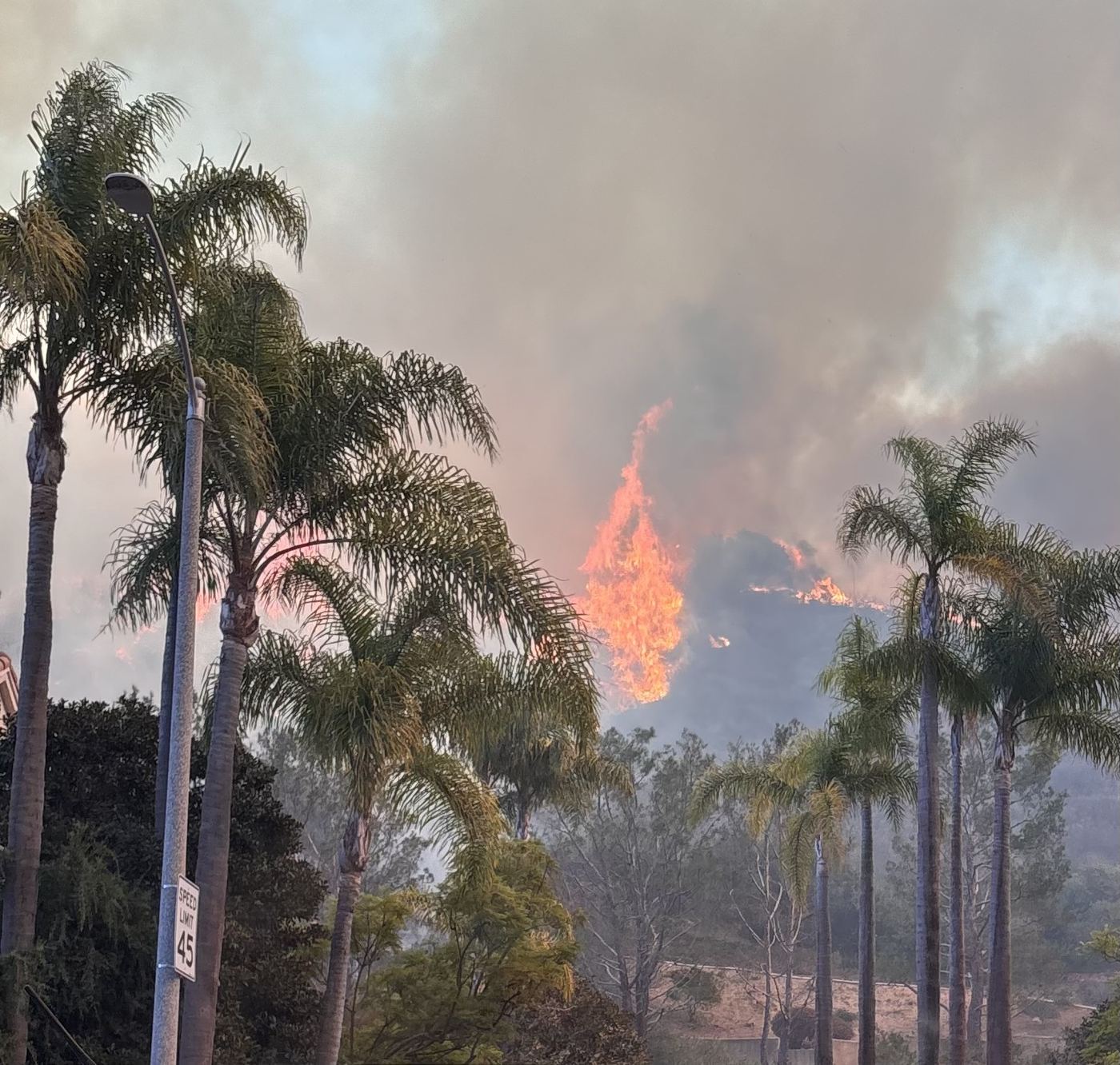 Flames crest a ridge above Pacific Palisades, seen behind palm trees from Palisades Drive.